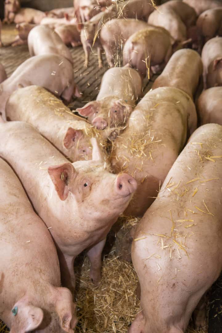 Das bietet Westfleisch für Haltungsform 3