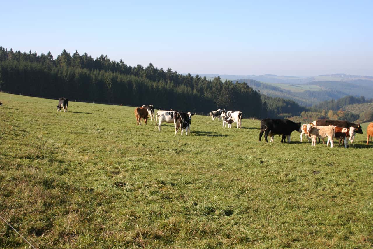 Direktzahlungen-2025-Fast-berall-zu-Jahresende-komplett-auf-dem-Betriebskonto