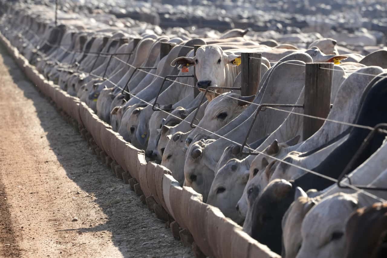 Brasilien-Unkontrollierter-Hormon-und-Antibiotikaeinsatz-in-der-Rindermast