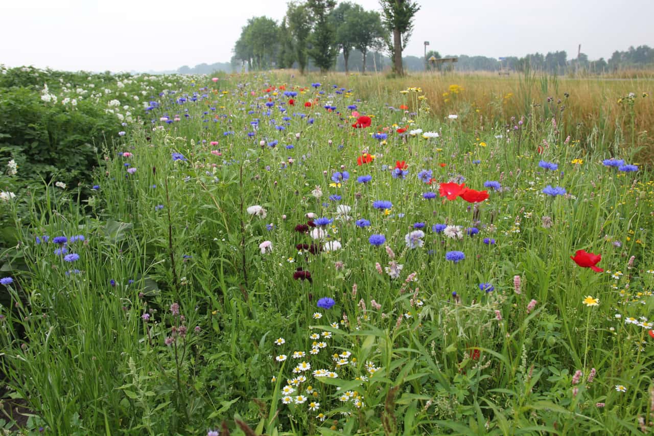 EU-Agrarreform-Stehen-Umweltleistungen-und-koregelungen-auf-der-Kippe-