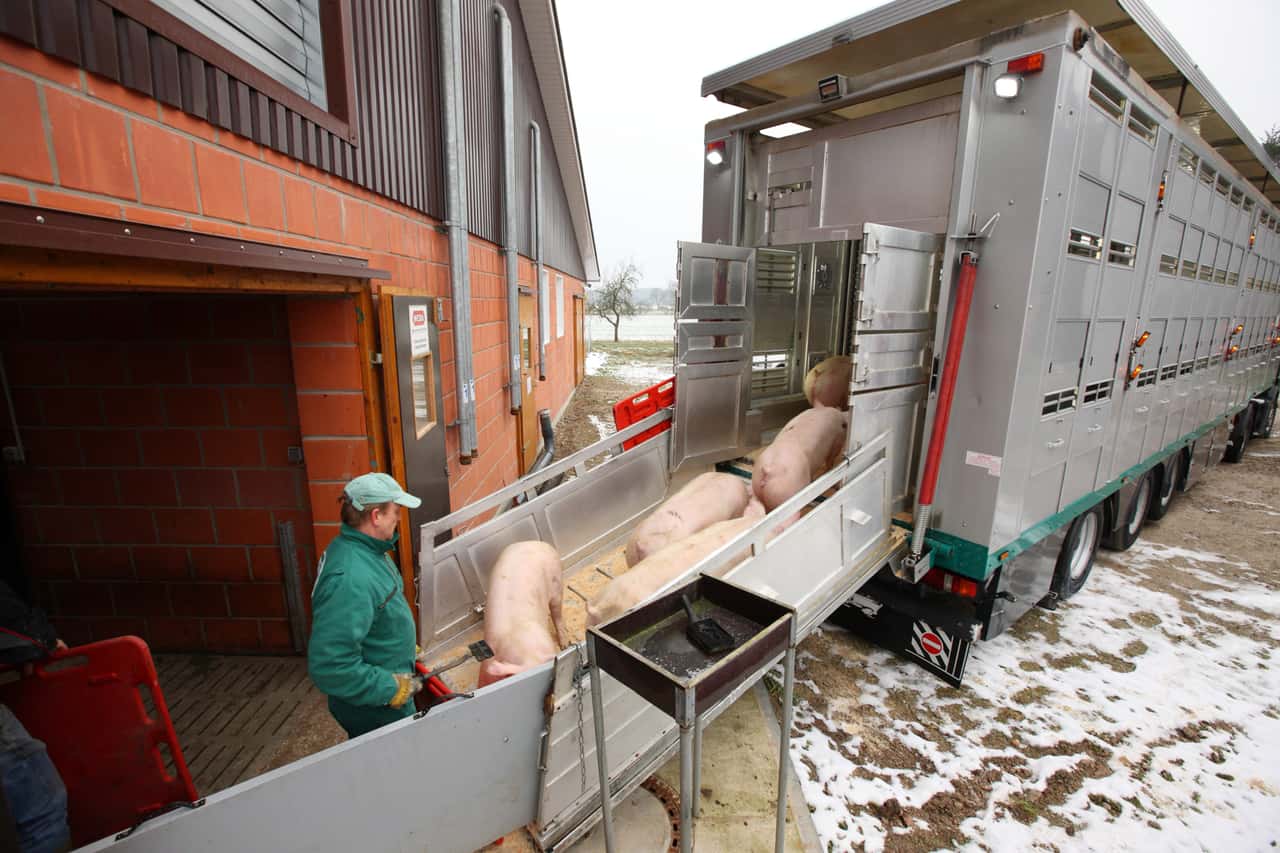 Westfleisch-Schweinestau-zum-Jahresende-wird-nicht-so-heftig-wie-2024-