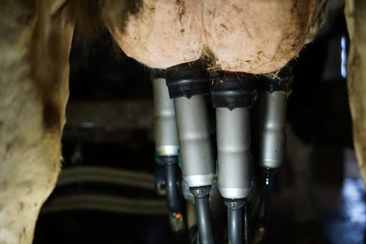 Minus-4-3-Internationale-Milchpreise-weiter-r-ckl-ufig