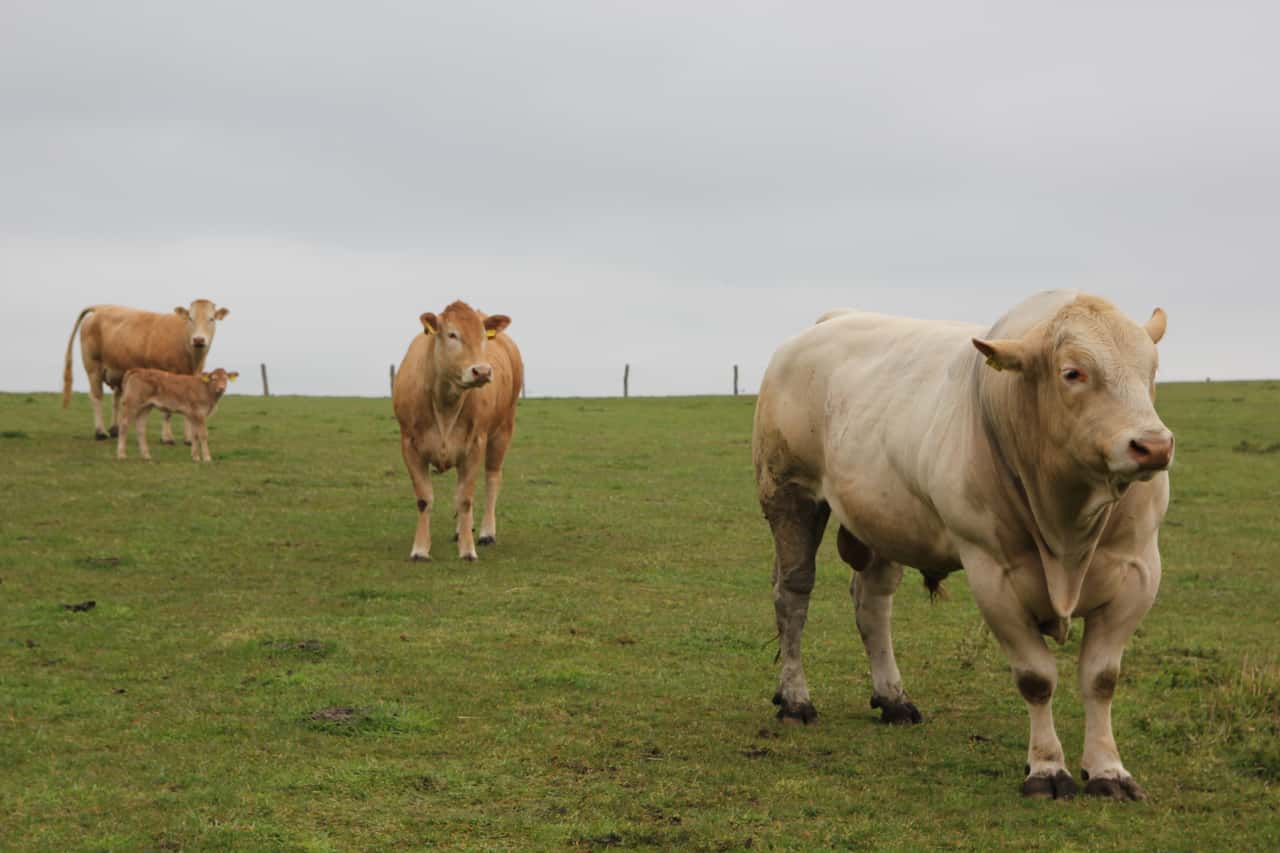 Rindfleisch-in-der-EU-auf-R-ckzug