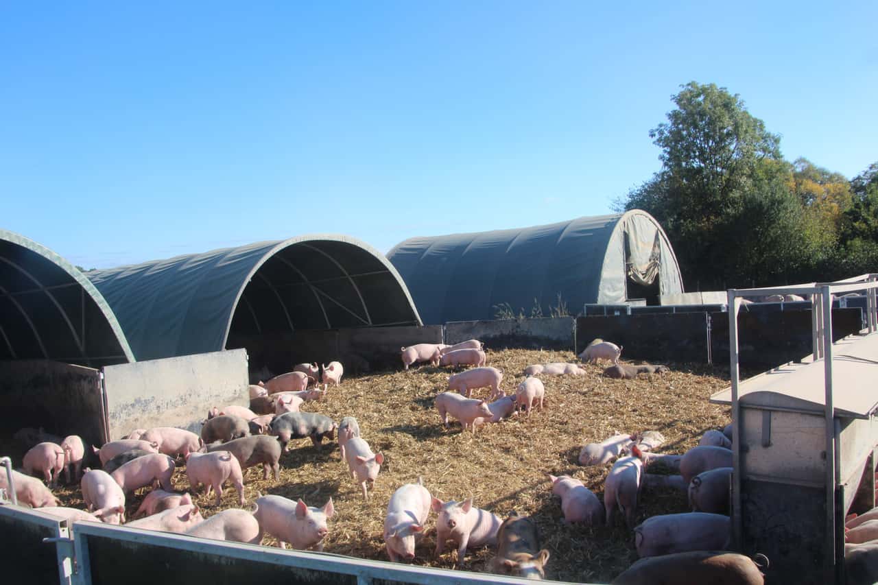 Zelt-statt-Stall-Tierwohl-und-viel-frische-Luft