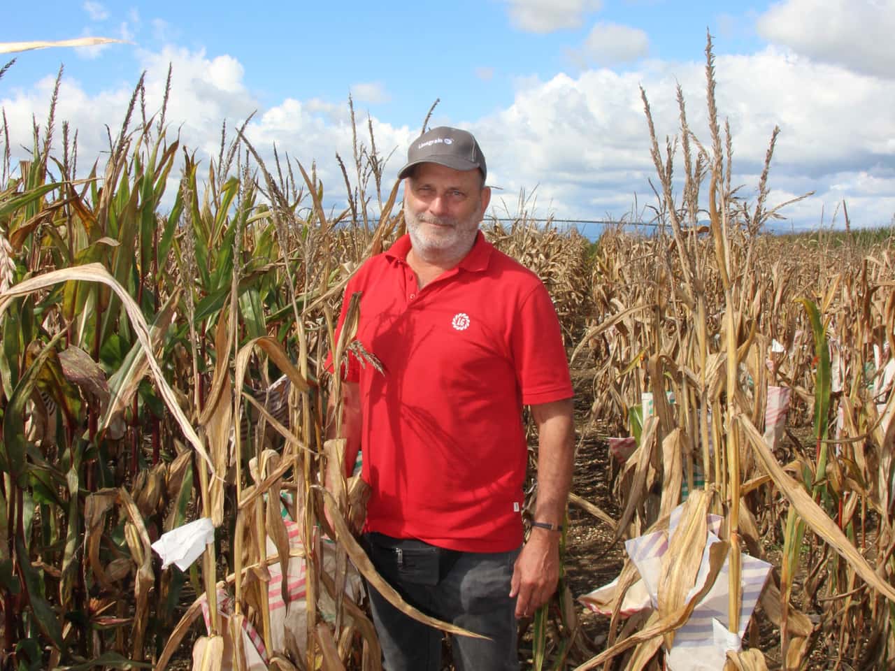 Mais-Z-chtung-vor-gro-en-Herausforderungen