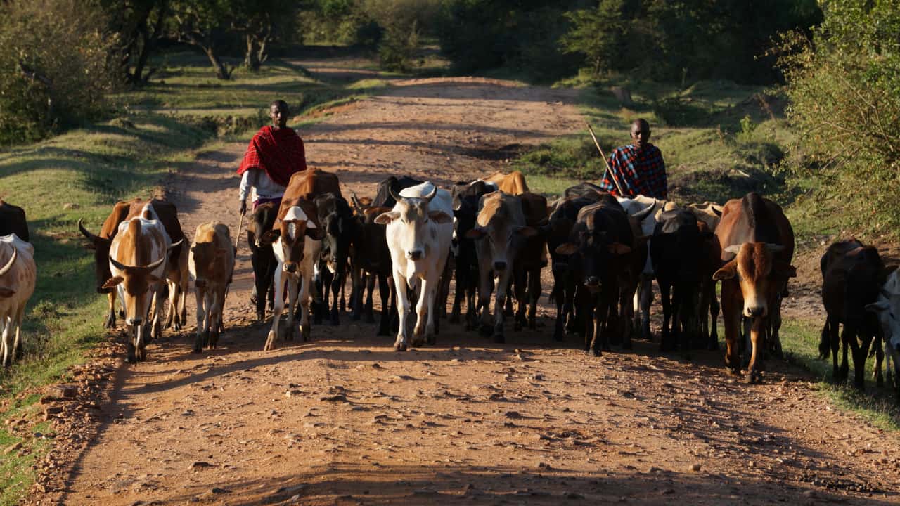 Kenia-Wo-die-Landwirtschaft-allgegenw-rtig-ist
