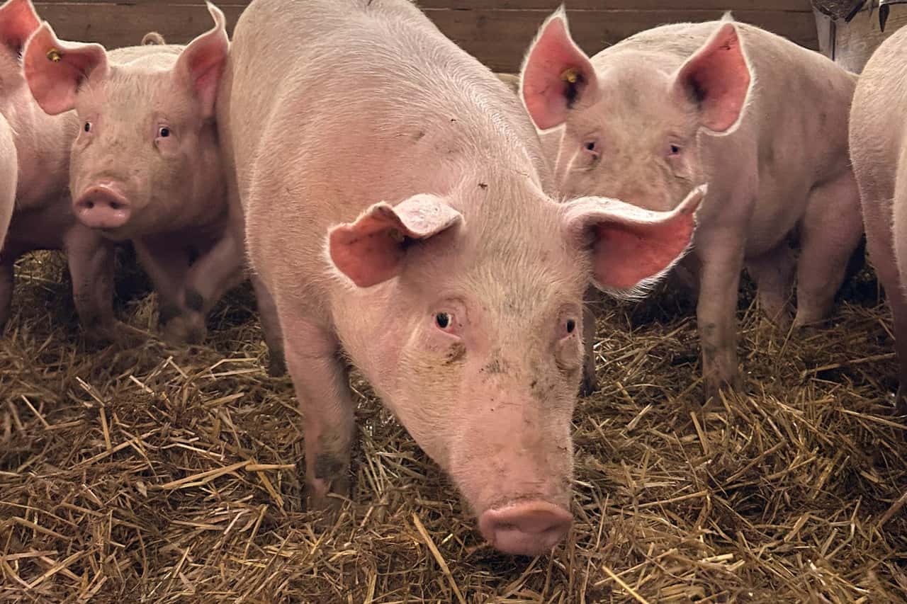 Jetzt-offiziell-Novelle-der-Haltungskennzeichnung-wird-auf-1-1-2027-verschoben