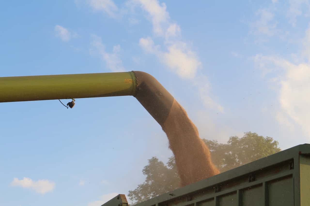 Viel-Weizen-in-Argentinien-und-Australien