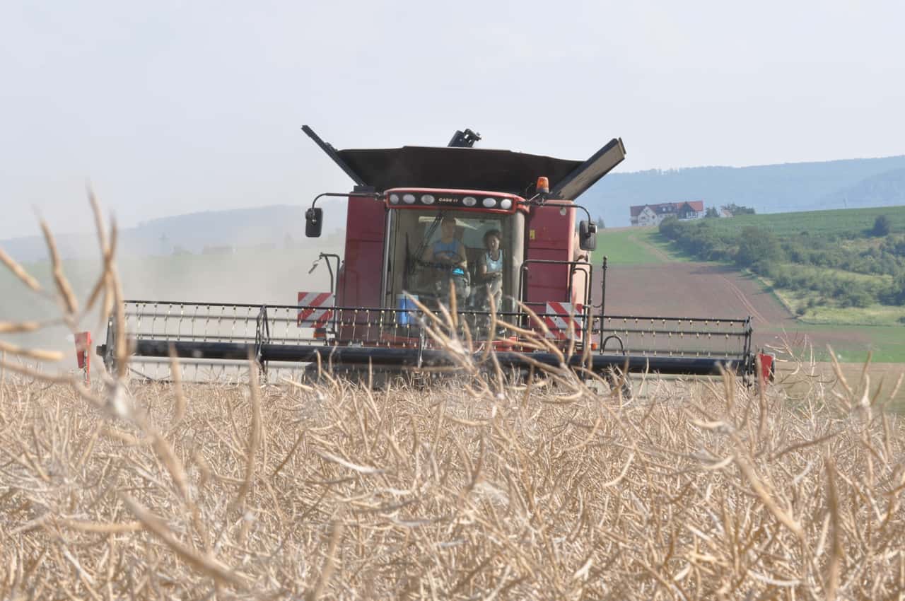 Rapskurse-berraschend-stabil