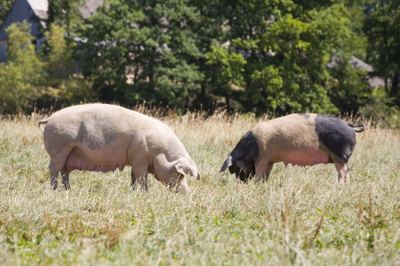 XXL-Schweinefarm-in-Neuseeland-wird-verkauft