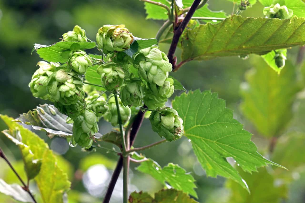 Deutsche-Hopfenernte-schrumpft-sp-rbar