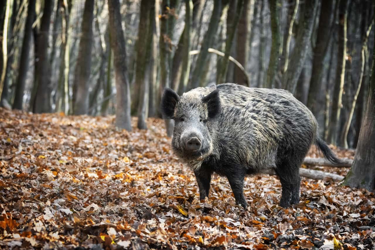 Das-berichtet-ein-Sauenhalter-aus-dem-Sperrgebiet