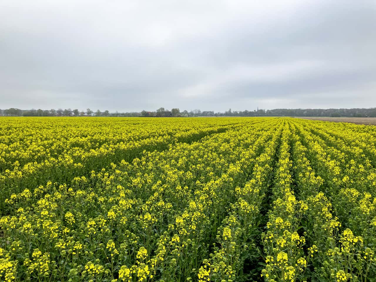 Raps-Behalten-Sie-die-Fr-hjahrsch-dlinge-im-Blick