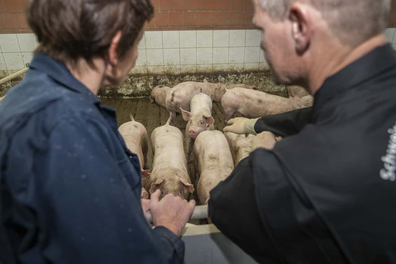 Diese-Meldungen-haben-die-Schweinehalter-2025-besonders-interessiert