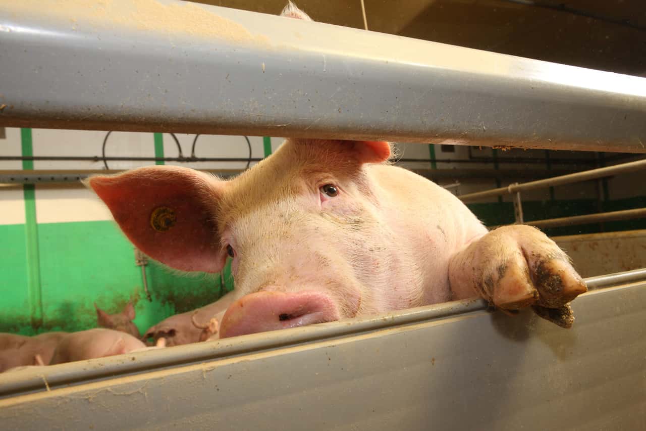 Neue-Viehbewertung-H-here-Richtwerte-weniger-Sofortabschreibung