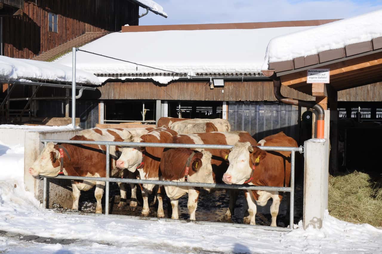 Stallbau-in-Bayern-Run-auf-F-rdermittel