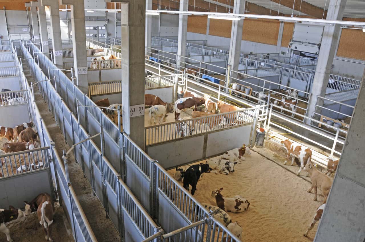 -sterreichs-gr-ter-Umschlagplatz-f-r-K-lber