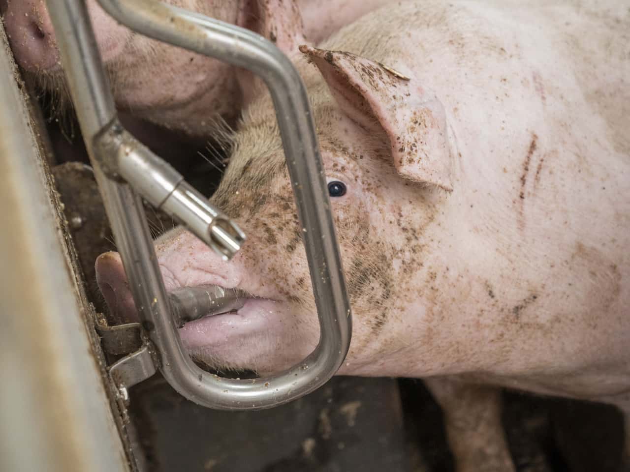 Duschen-hilft-Schweinen-bei-Hitzestress