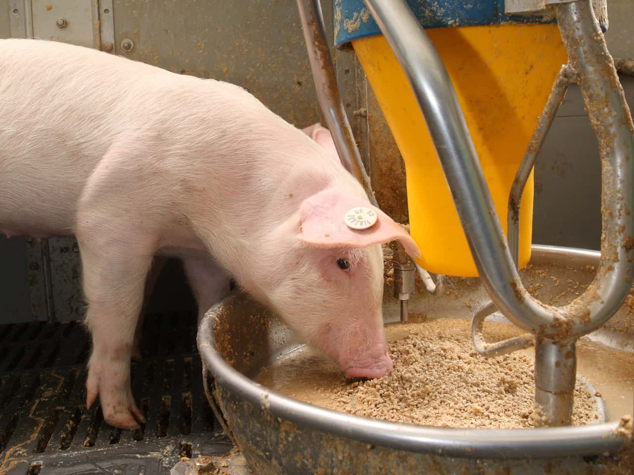 Enzymzusatz-Glukoseoxidase-senkt-Antibiotikagabe