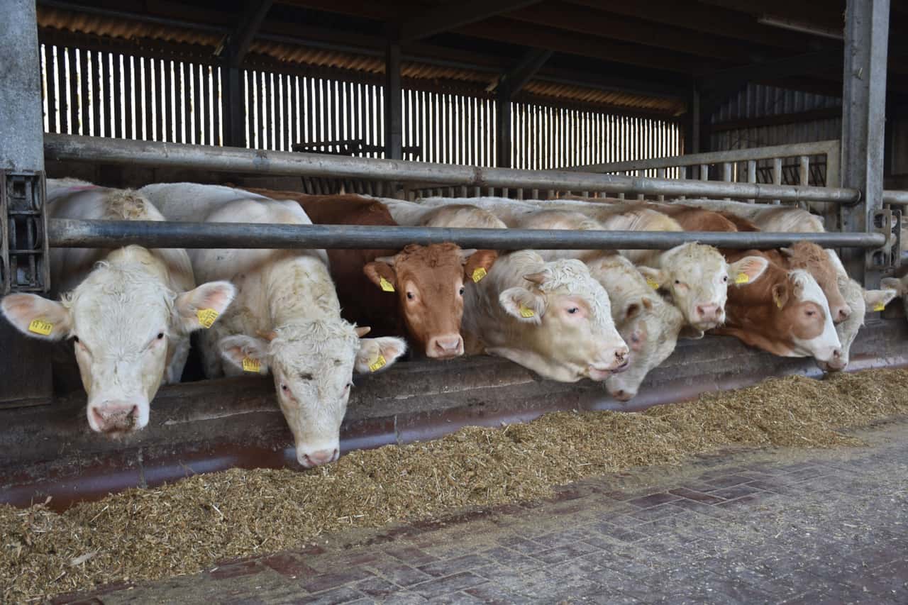 Rinderpreise-auf-Rekordhoch-Unsicherheit-wegen-Milchpreis