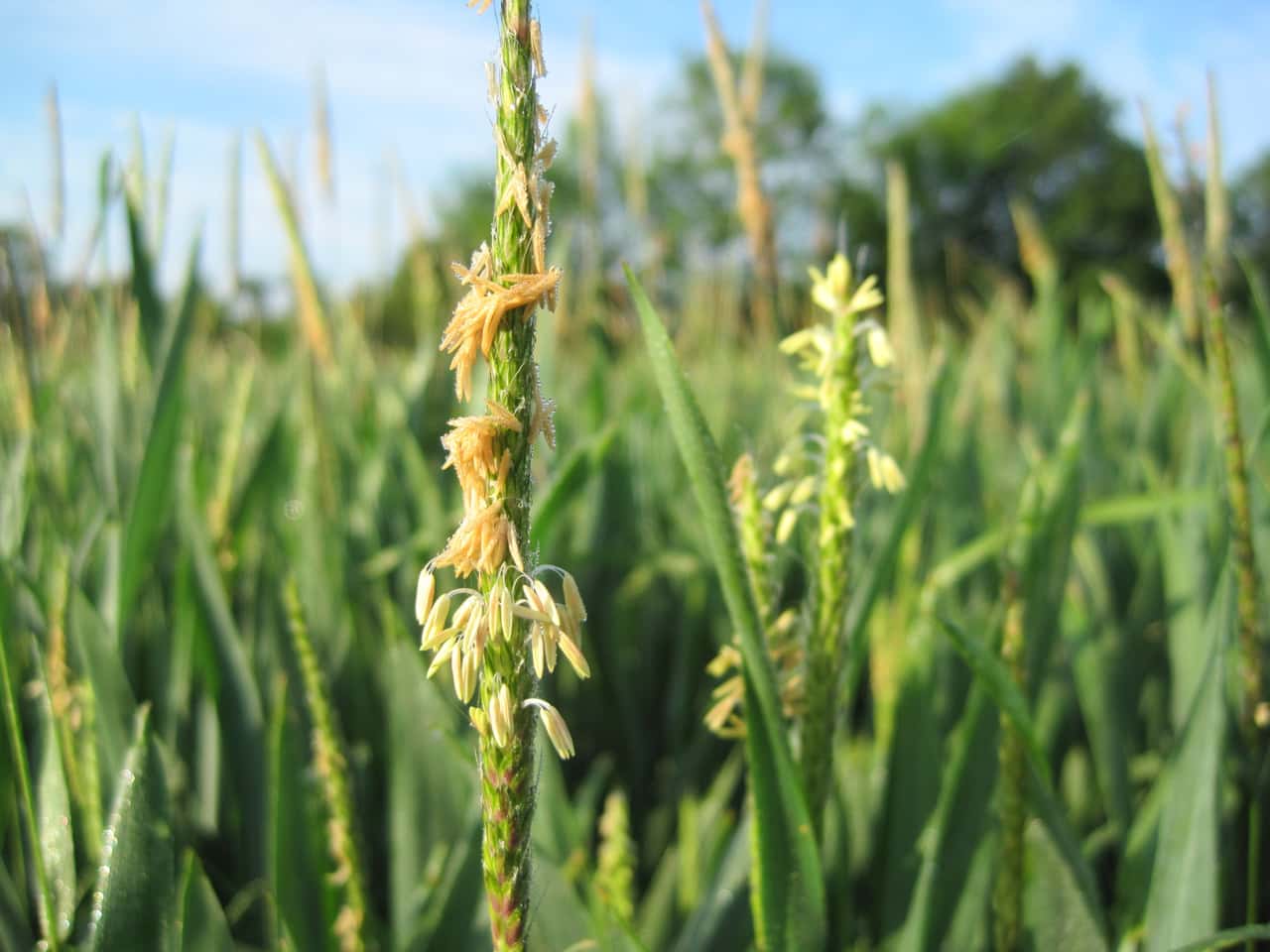 Ungr-ser-Die-Getreidebest-nde-richtig-sauber-halten