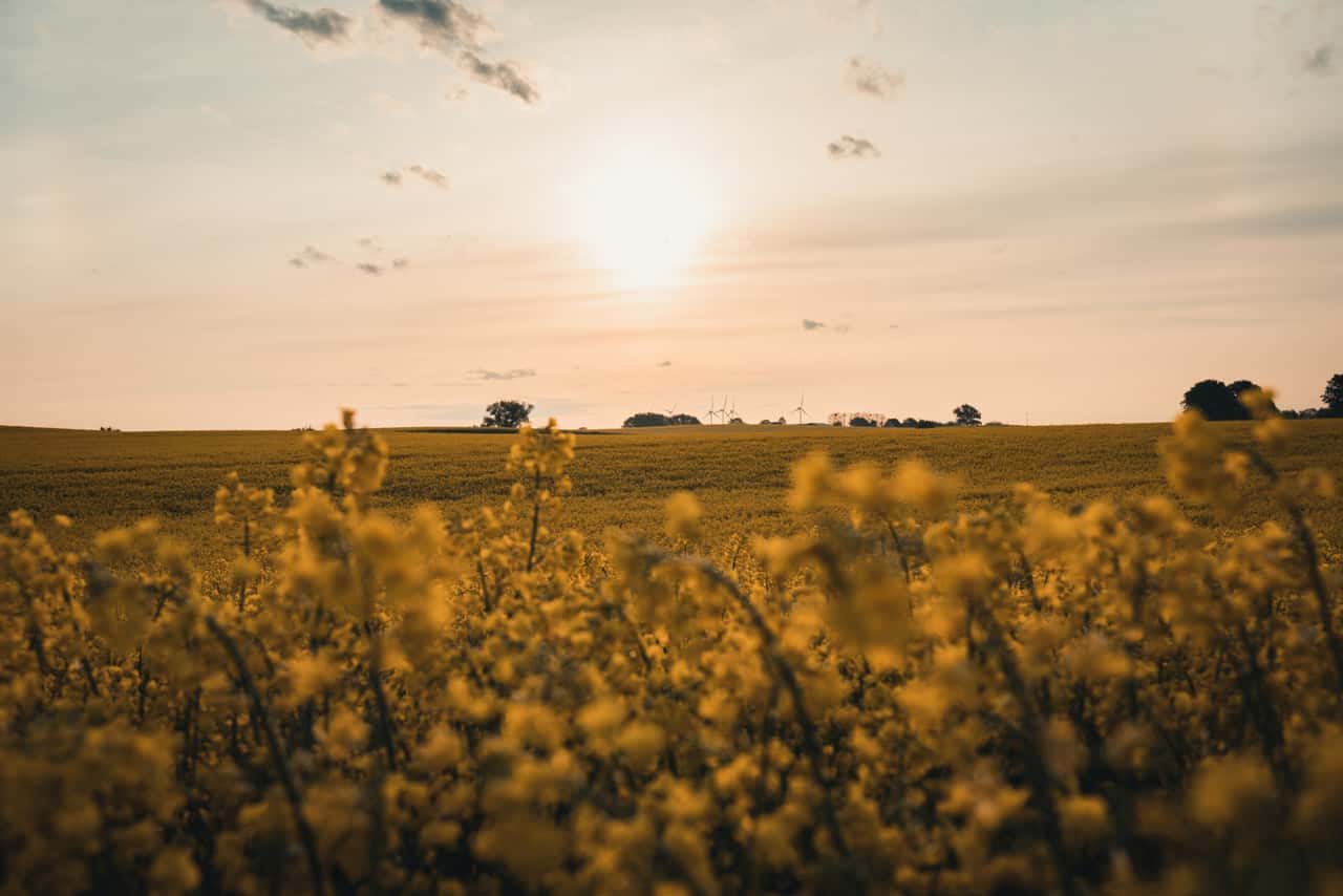 RAGT-stellt-neue-Winterrapssorte-vor