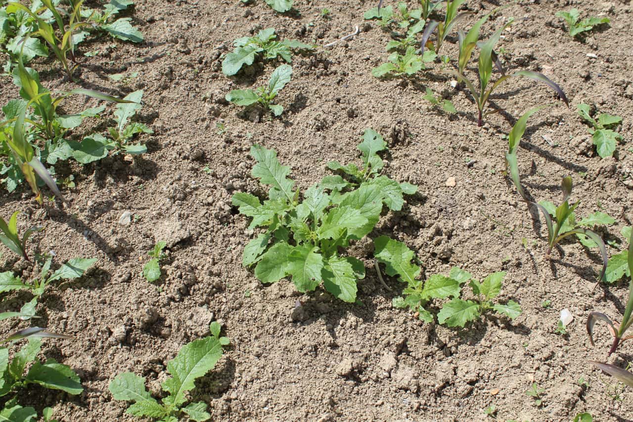 Amarant-Mehr-als-nur-Unkraut