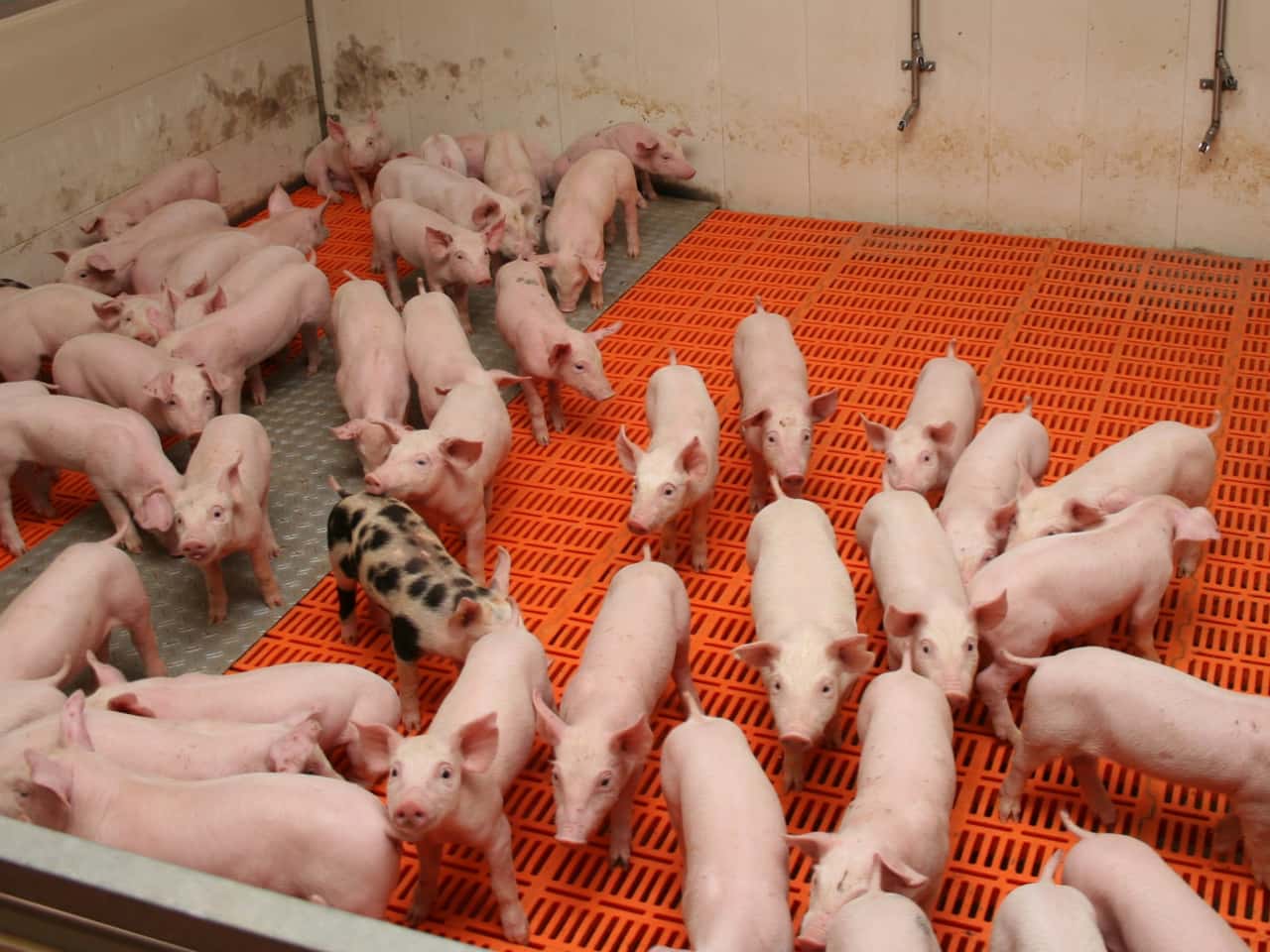 Darmgesundheit-bei-Schweinen-ist-der-Schl-ssel-zum-Erfolg