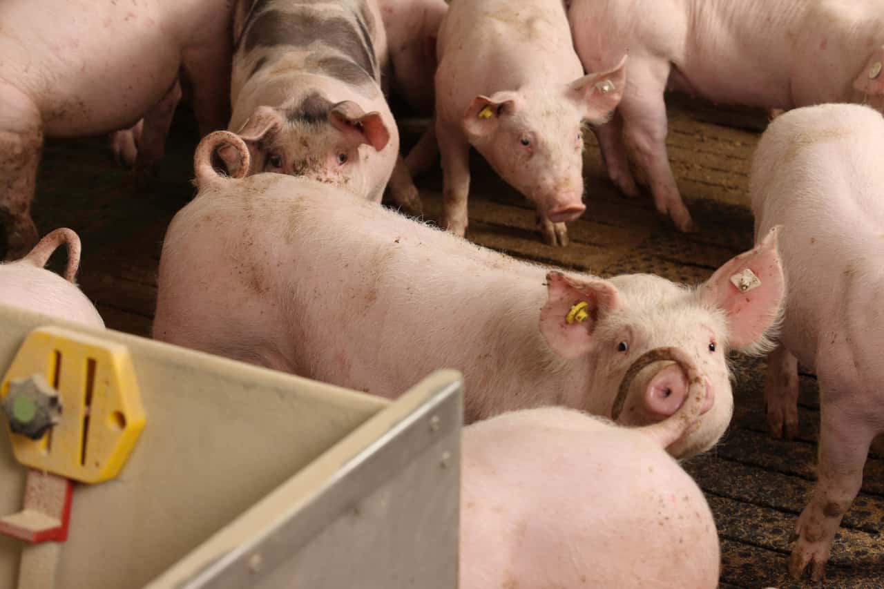 Schweinepreise-auf-Jahrestief-Ferkelmarkt-wartet-auf-Trendwende