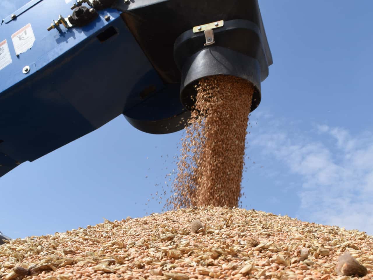 So-k-nnen-Schweinehalter-den-Getreideanteil-im-Futter-senken