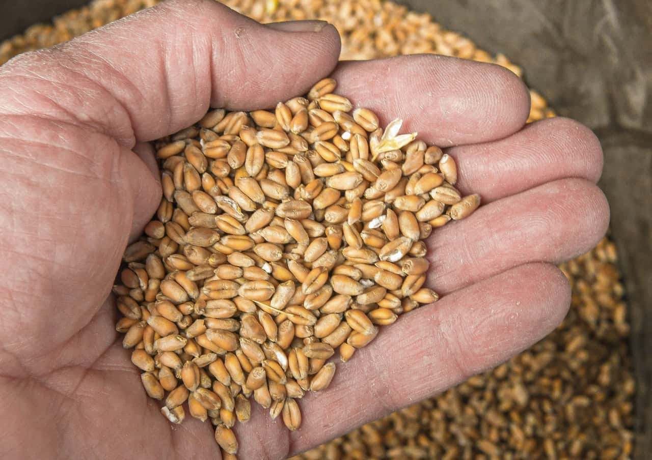 Einigung-im-Rat-zu-neuer-EU-Saatgutverordnung