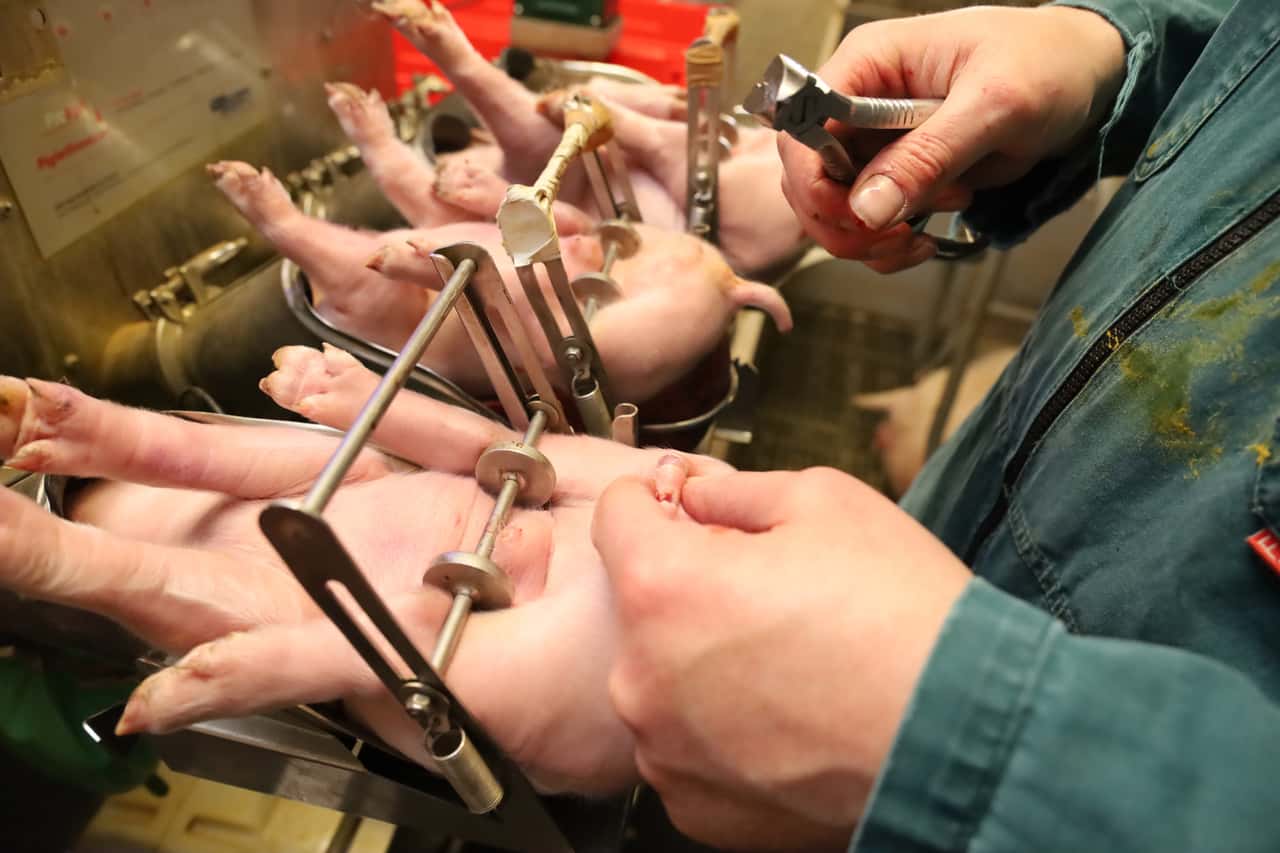 F-nf-Jahre-Narkose-vor-der-Ferkelkastration-So-l-uft-es-in-der-Praxis