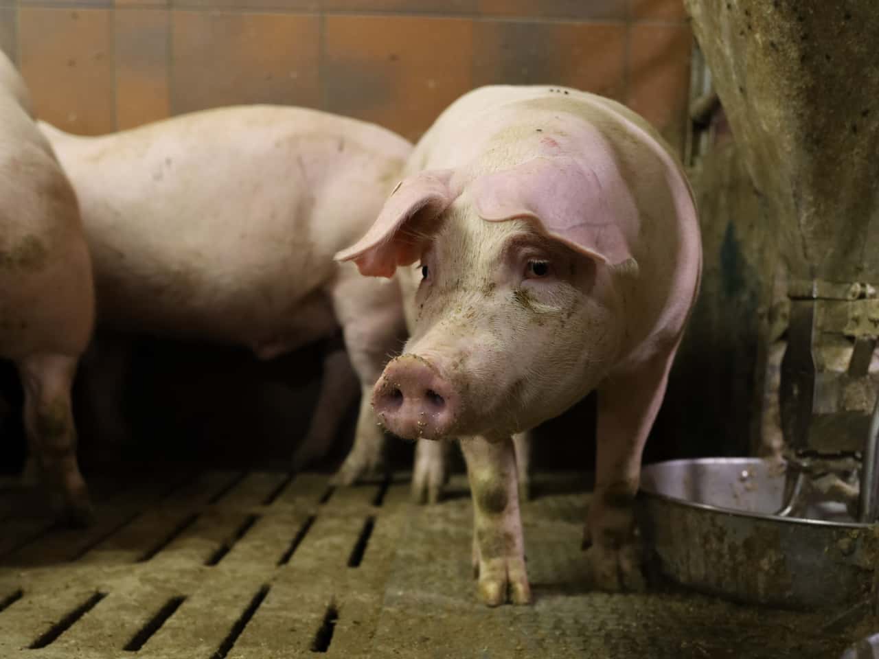 So-bek-mpfen-Sie-Salmonellen-in-der-Schweinehaltung