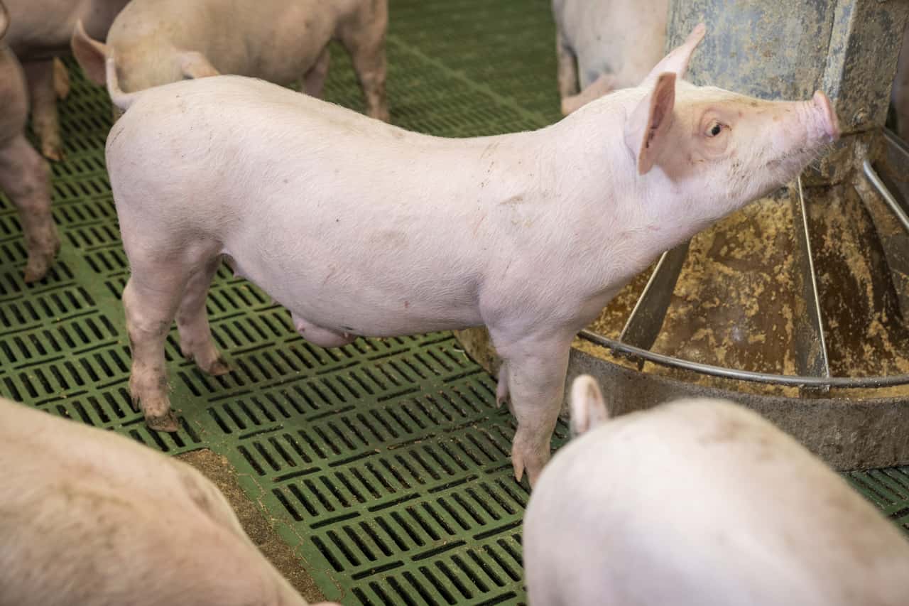 Liegen-Nabelbr-che-in-den-Genen-