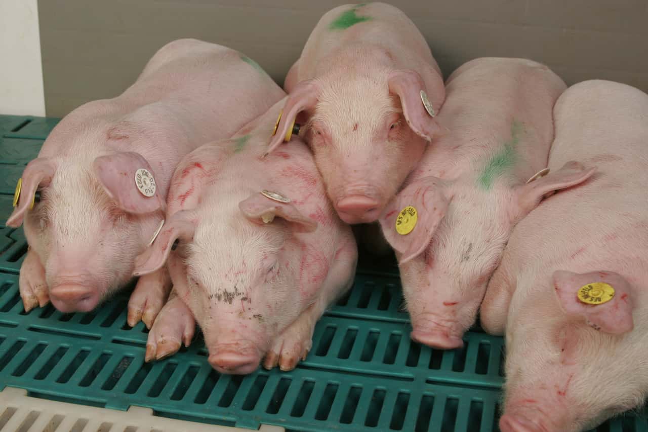 So-trickst-das-PRRS-Virus-die-Impfimmunit-t-aus