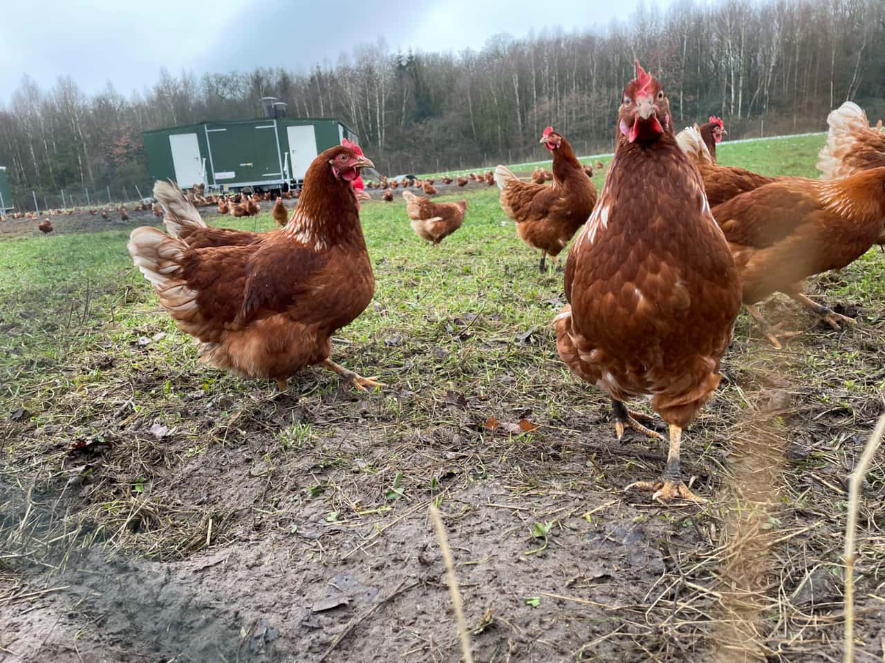 Bioeier-werden-knapp-Angebot-w-chst-langsamer-als-Nachfrage