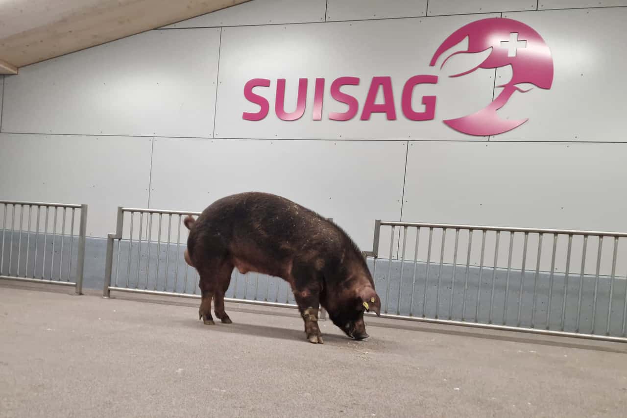 Genomisch-optimierte-Zuchtwerte-beim-Swiss-Duroc-eingef-hrt