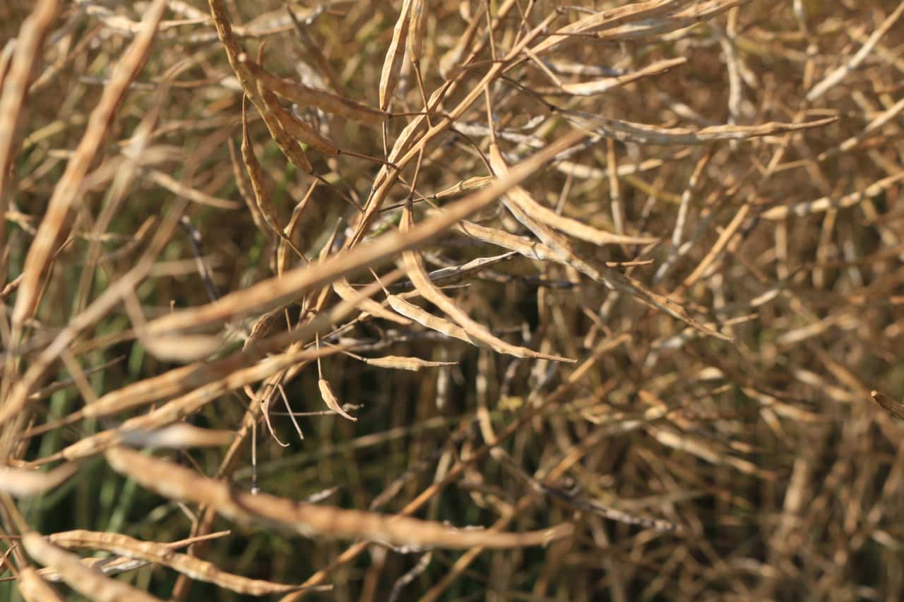 Rapskurse-geraten-unter-die-R-der