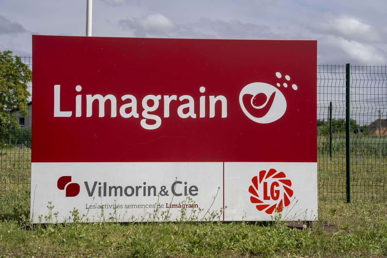 LG-stellt-drei-neue-Rapssorten-vor