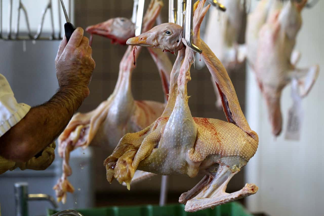 Mitarbeiter-schlagen-G-nse-Betrieb-reagiert-umgehend-und-konsequent