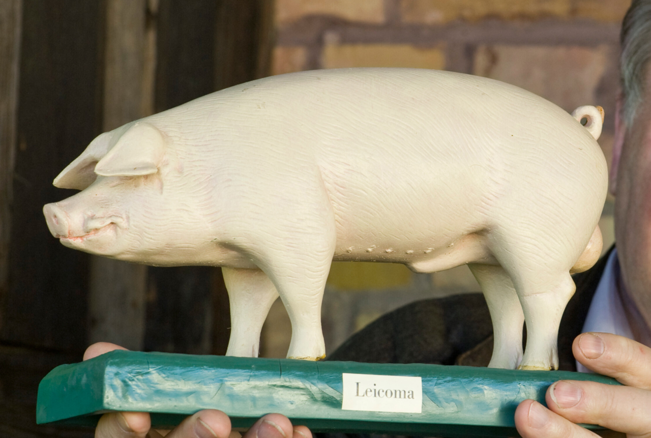 Holl-nder-will-DDR-Schweinerasse-Leicoma-zur-Marke-machen