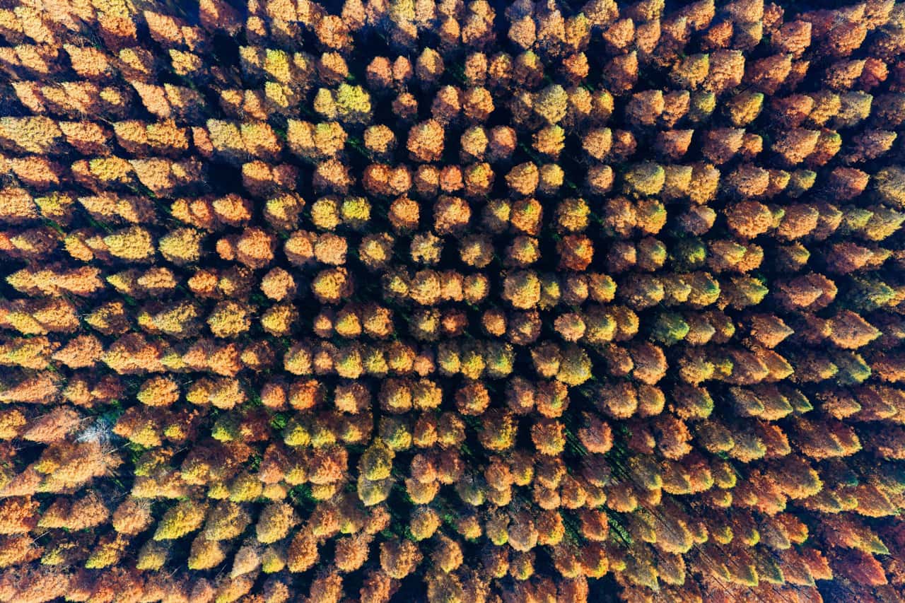 Entwaldungsverordnung-EU-Parlament-segnet-Verschiebung-ab