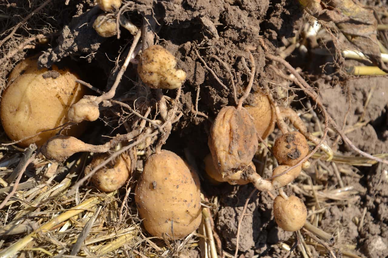 Runder-Tisch-zur-Schilf-Glasfl-gelzikade-diskutierte-ber-Ma-nahmen