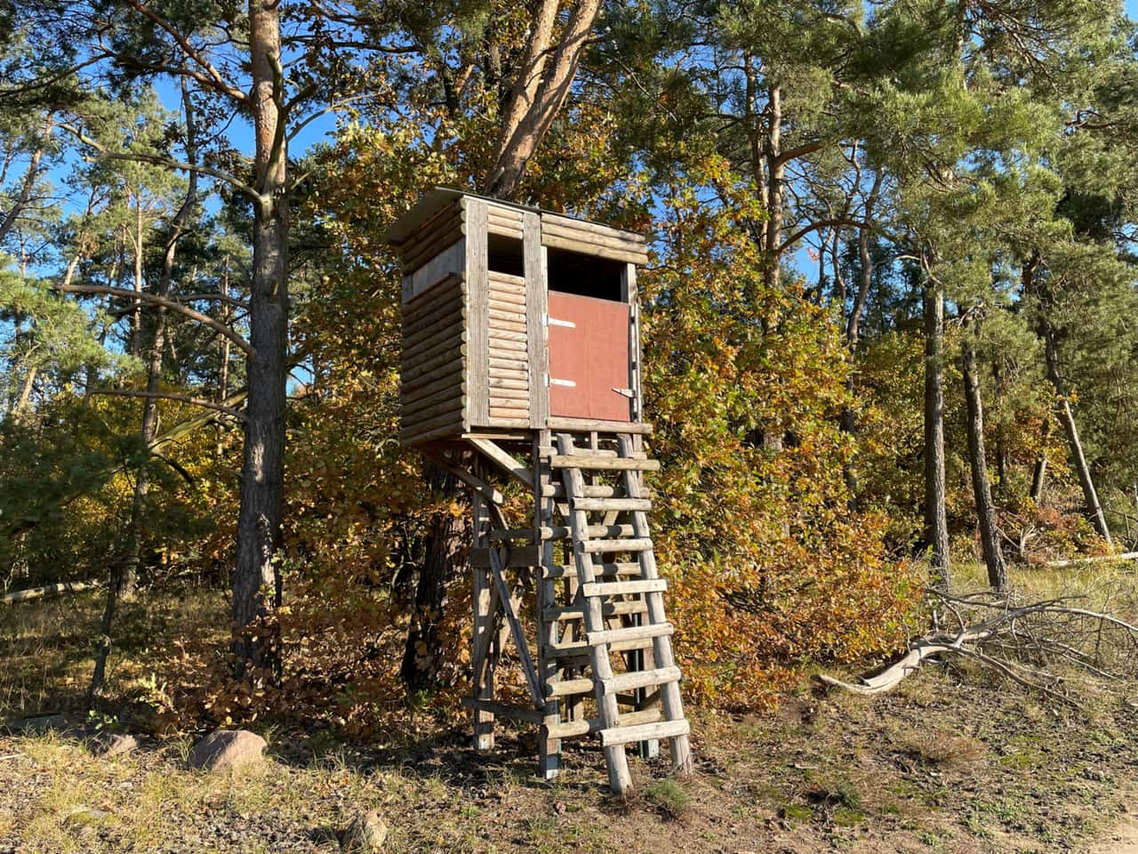 Bundeskabinett-einig-Wolf-soll-ins-Bundesjagdgesetz