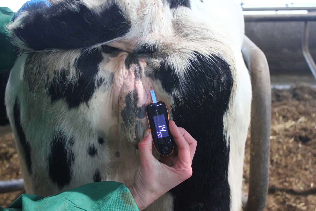 Welche-Kontrollen-brauchen-Frischmelker-zum-Laktationsstart-