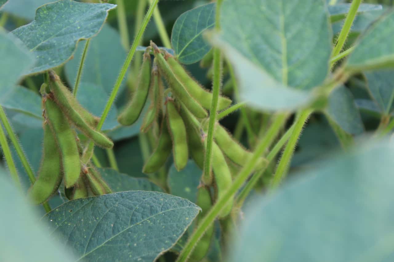 Deutsche-Sojaernte-seit-2016-verdreifacht