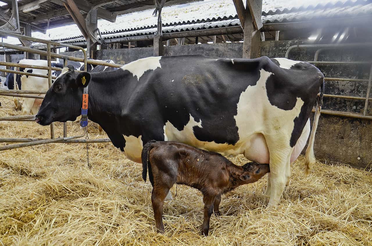 Wenn-K-lber-sich-selbst-mit-Kolostrum-versorgen