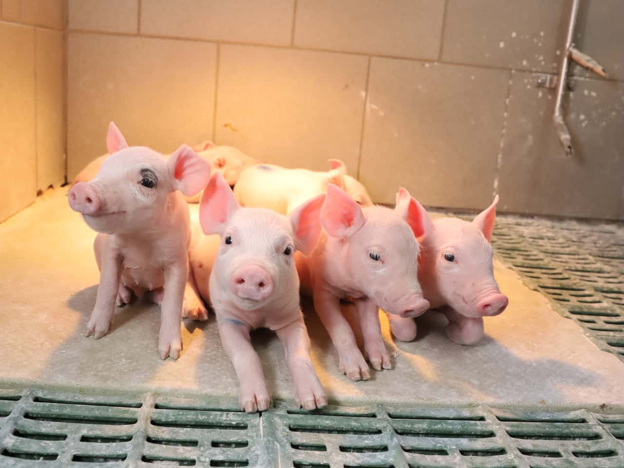 Schweinemarkt-2026-muss-besser-werden-