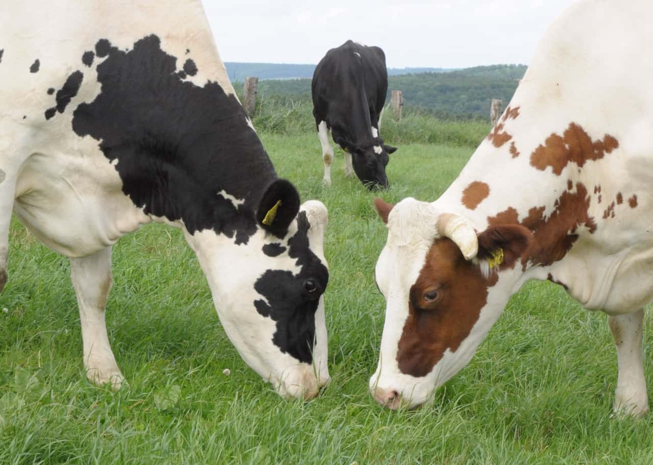 Milcherzeuger-in-Europa-So-unterschiedlich-sind-die-Kosten-und-Systeme