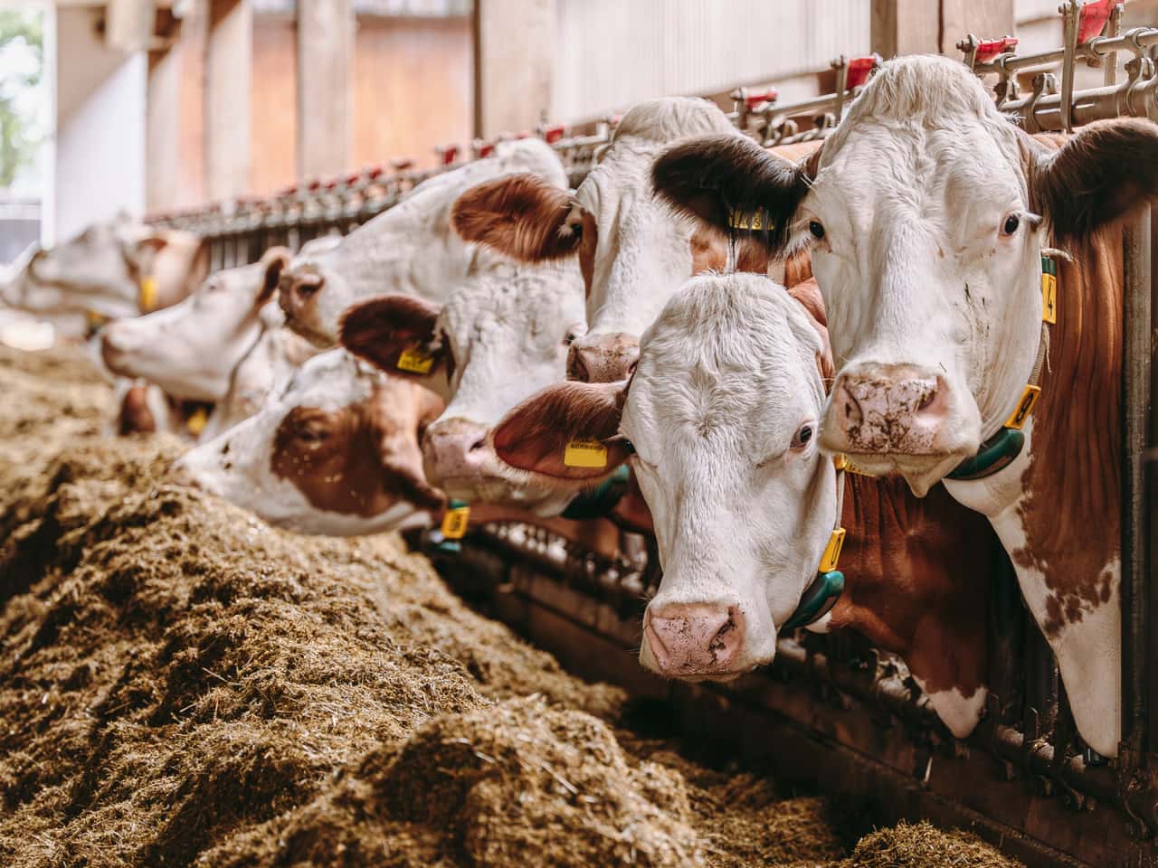 Milchviehtagung-2026-in-Ried-Von-Klauensignalen-bis-zum-Kuhgarten